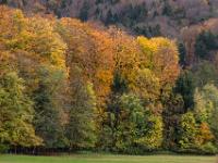 Waldrand aus leuchtenden Herbstbäumen bei Aschau